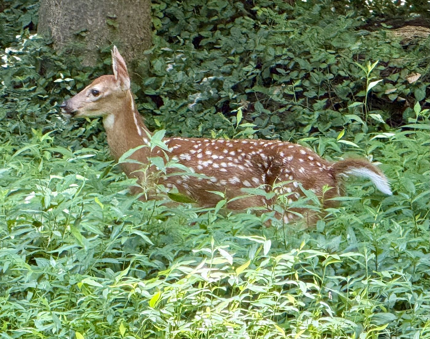 Spotted fawn in green undergrowth at East Frankfort Park